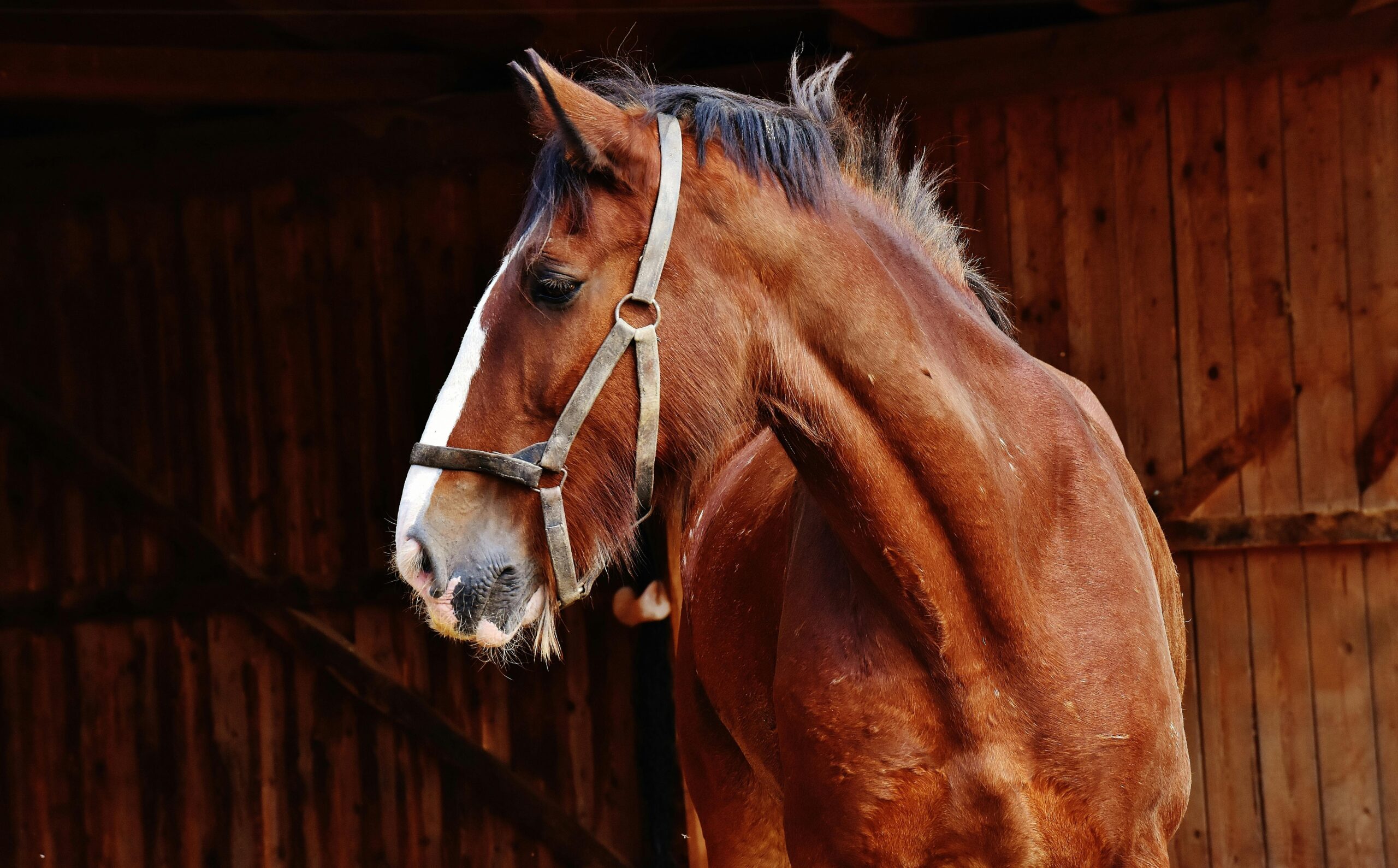 Photo rapproché de la tête d'un cheval.